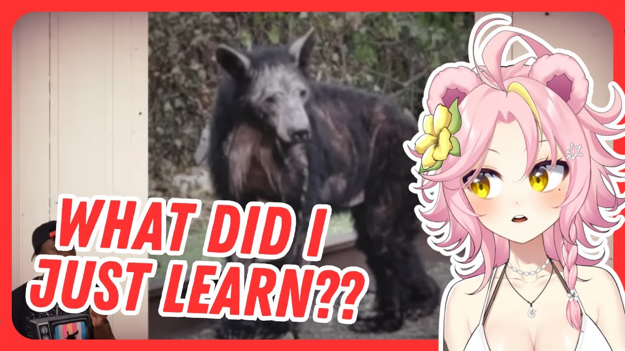 The Most HORRIFYING Animal Diseases - Reacting to Casual Geographic | Maddiekuma Reacts