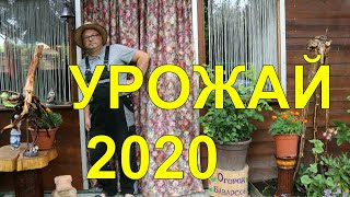 Томаты.Огурцы.Баклажаны.Урожай 2020.Огород Баварский.