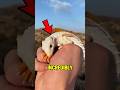 5 Rare Albino Animals