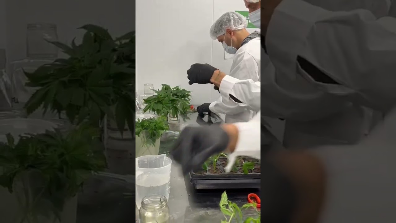 Clones de La Maga by Botanicanns. 