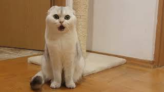 Beza's greeting! Life of scottish fold cat. by Cat Beza 12,924 views 2 years ago 35 seconds
