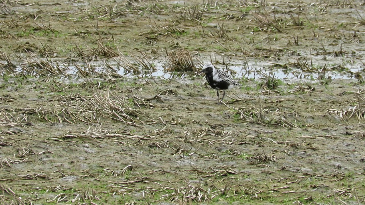 Plover YouTube