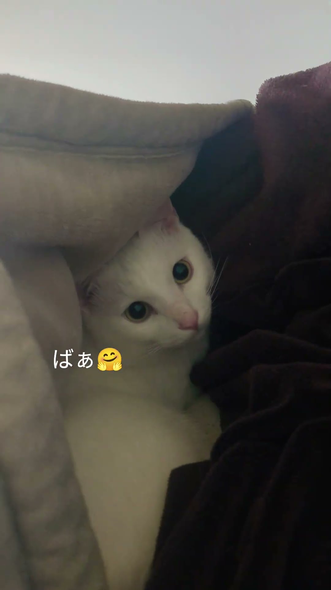 潜るのが好きな白猫☺️ #cat #ねこ #ねこ #ネコ #猫のいる暮らし