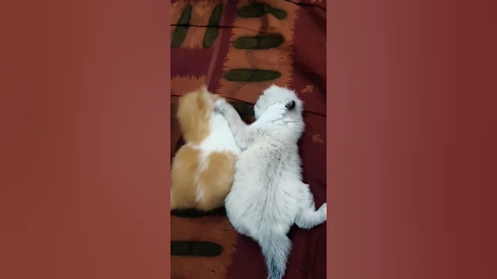 Watch the video about Cute kittens..#cute #funny #cat #viralvideo #pets #catlovers #love #shortvideo #kitten #yt #trending