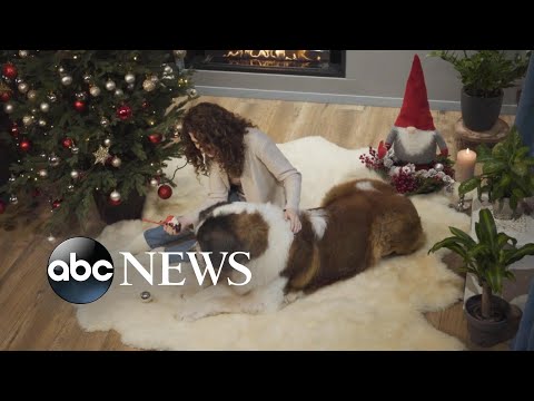 How to keep your pet safe around the holidays