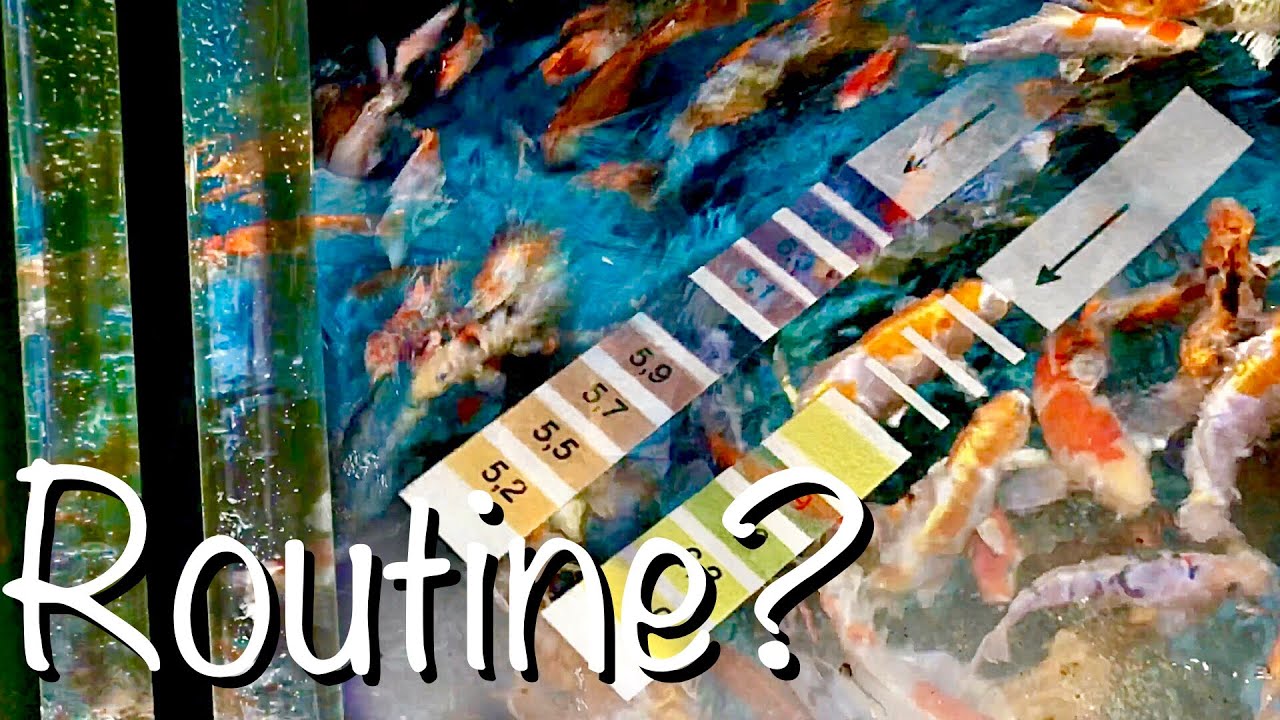 Winter Routine am Koiteich messen füttern kontrollieren über Koi Teich