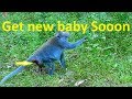 Poor pregnancy of Jane will be get new baby soon | Jane finding food alone wait for new baby |