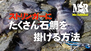 【石鯛TV】ストリンガーにたくさん石鯛を掛ける方法