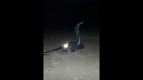 black cobra ichchadhari Nag Mani wala Nagraja