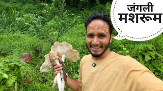 खेत में मिले बड़े जंगली मशरूम || Pahadi Lifestyle Vlog || Pahadi Biker || Alok Rana