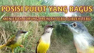 Download Lagu DENGAN TRIK  PULUT SEPERTI INI PRENJAK TEBU AKAN TERKECOH MP3 Download Lagu DENGAN TRIK  PULUT SEPERTI INI PRENJAK TEBU AKAN TERKECOH MP3