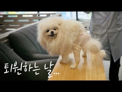 <strong>솜이</strong> 퇴원하는 날... 퇴원 브이로그 슬개골 수술