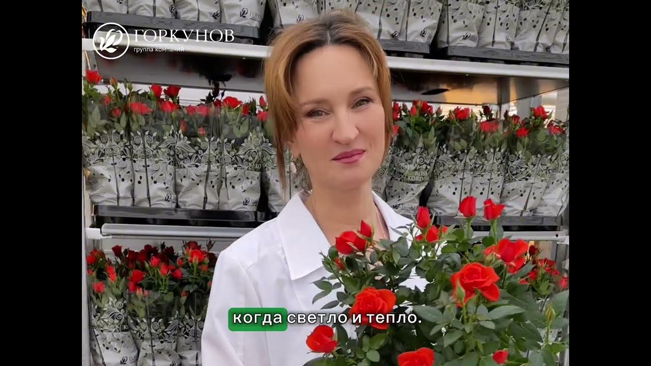 Горшечная роза инструкция по уходу - YouTube