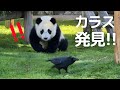 カラスに突進💨追いかけて撃退する姿が可愛いすぎる楓浜😍今日のパンダ親子🐼