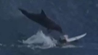 Look out ! Dolphin jumps out of water, lands on surfer