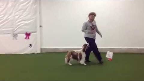 Sadie Rally FrEe Group 23 Judge Julie Flanery