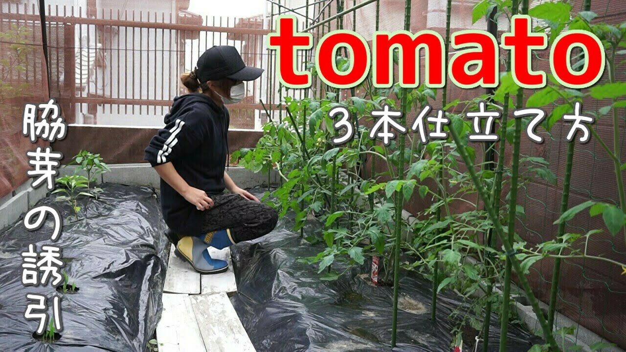 家庭菜園 トマトの3本仕立て 脇芽の誘引の仕方 Youtube