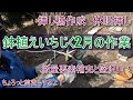 【鉢植えいちじく】2月の作業、やりたいのでやります【3選】