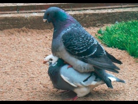 Pigeon mating
