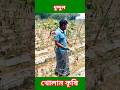 ধুন্দুল চাষ পদ্ধতি ☝️|খোলান কৃষি | #আধুনিক_কৃষি