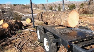 Urban logging with a log arch trailer I will show you the tricks!