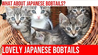 Caring for Japanese Bobtail Cats: A Guide