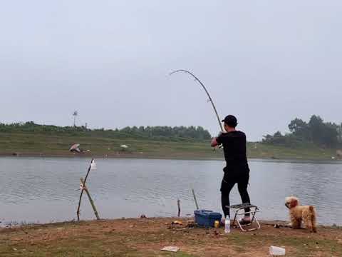 #shorts Shima-tre Việt Nam Đóng Cá Uy Lực ( trailler )