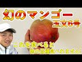 【マンゴー品種シリーズ3】 台湾生まれの玉文マンゴー！糖度がやばい！！【切り方・食べ方】