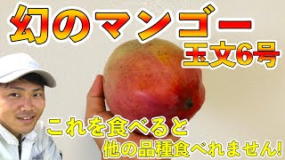 【マンゴー品種シリーズ3】 台湾生まれの玉文マンゴー！糖度がやばい！！【切り方・食べ方】