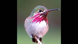 Humming Bird ki Heart beat kitni hoti hai  😱 shocking answer