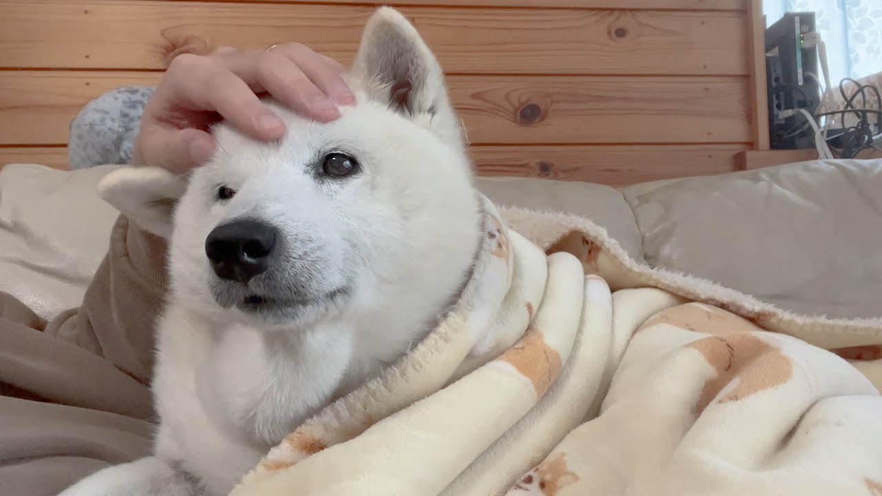 もにまるず　しばいぬ白 楽天市場】柴犬 シバイヌ 可愛い 滑稽 動物 リアル フィギュア 白毛の