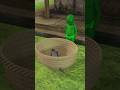 GTA_V টাকলা ডাইনির সব মাছ কুমির খেয়ে নিলো | #shorts #cartoon
