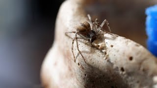 A cricket thief spider makes a surprise trip to ZooMontana Profile