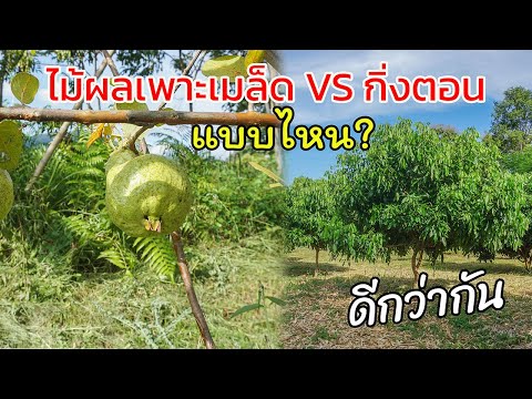 วีดีโอ: ปลูกเมล็ดผลไม้ – วิธีการปลูกเมล็ดผลไม้และหลุม
