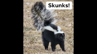 Ranger Stu's Fun Fact Friday - Striped Skunk!