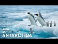Antarctic Wildlife | The Hidden Life Thriving in Earth&rsquo;s Harshest Frozen Realm