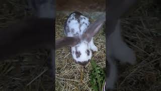 Langsam werden die 3 neuen Hasen zutraulich ❣️😍💞🐇