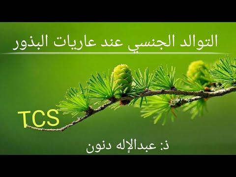 فيديو: Hengki Koentjoro - مصور قاع البحر