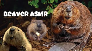 Rescued Beaver's Crunchy ASMR  Red Wolf Sanctuary