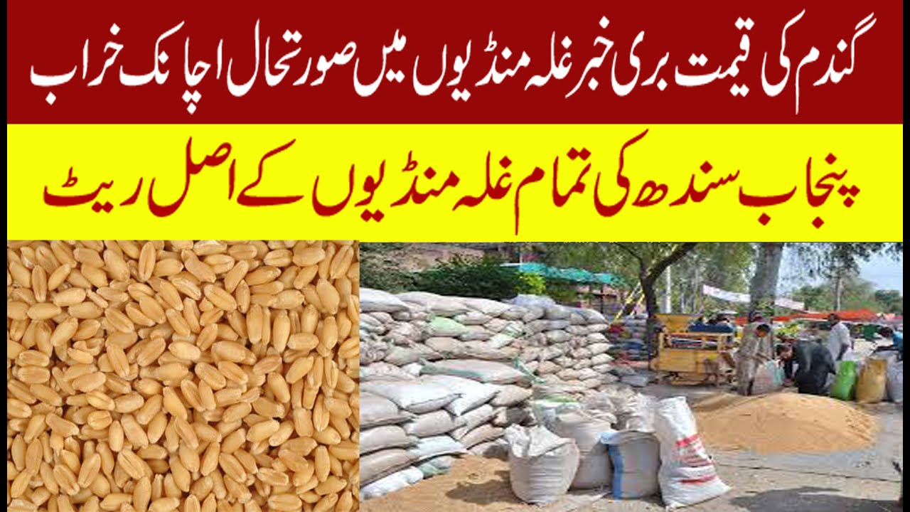 New wheat price today latest rate in Pakistan 2025 | Latest wheat wheat ...