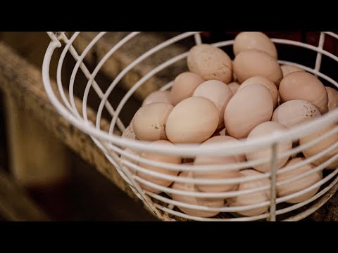 아빠의 마음으로 만든 제주 <strong>유정란</strong> #애월아빠들 [우리의식탁]