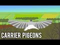 Carrier pigeons world war i