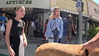 Cash 2.0 Great Dane on Main Street in Ventura 15 by woof bark growl 7,042 views 7 days ago 15 minutes