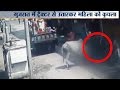 Cow Caught Attacking Woman on Camera in Gujarat