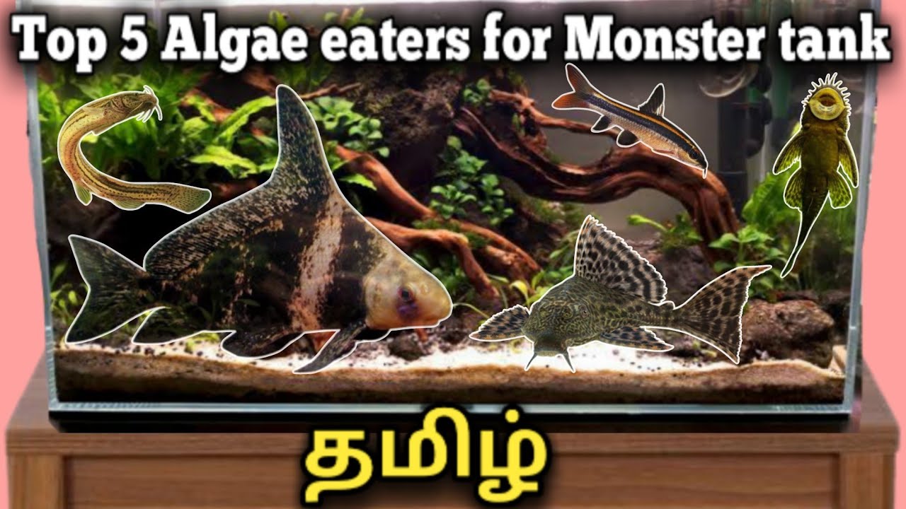 Top 5 Algae eaters for your monster tank || Tamil