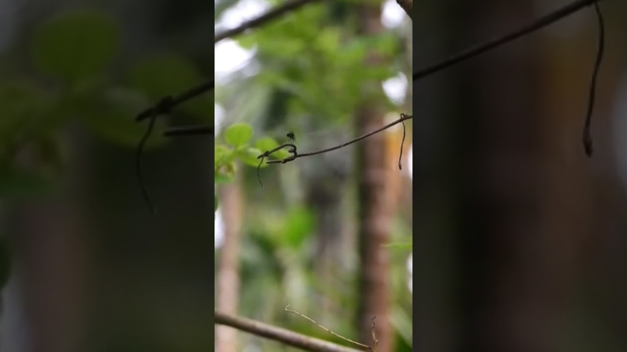 Black dragonfly /slow motion 