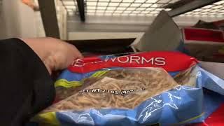 Comparing Walmart’s Cheapest Birdseed