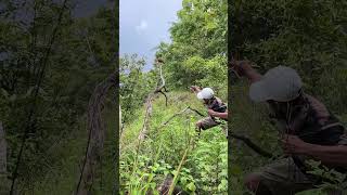 Cepat Keburu Terbang Burungnya shorts burungshorts