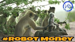 #Langur Monkeys Grieve Over Robot Monkey || #Vayuentertainment || ENTERTAINMENT Videos