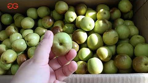 Fresh Dates Washing and Sorting Line/Automatic Dates Processing Line Machine